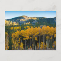 USA, Colorado Hellgelbe Aspen in Rockies