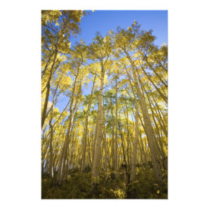 USA, Colorado, Herbst-Aspen entlang der letzten Fotodruck