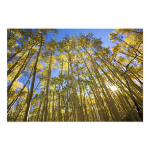 USA, Colorado, Herbstaspens entlang der Last Fotodruck