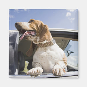USA, Colorado, Hund, der durch Autofenster 2 Magnet
