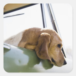 USA, Colorado, Hund, der durch Autofenster schaut Quadratischer Aufkleber