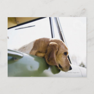 USA, Colorado, Hund, der durch das Autofenster sch Postkarte