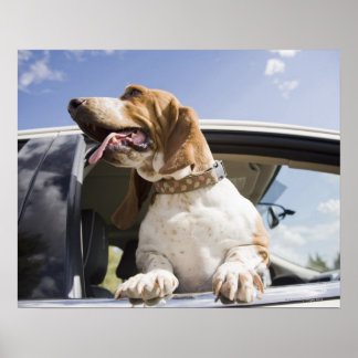 USA, Colorado, Hund durch Autofenster schauend 2 Poster