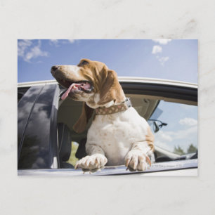USA, Colorado, Hund durch Autofenster schauend 2 Postkarte