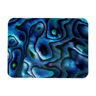 USA, Colorado, Lafayette. Abalone-Muschel Magnet