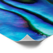 USA, Colorado, Lafayette. Abalone shell Poster (Ecke)