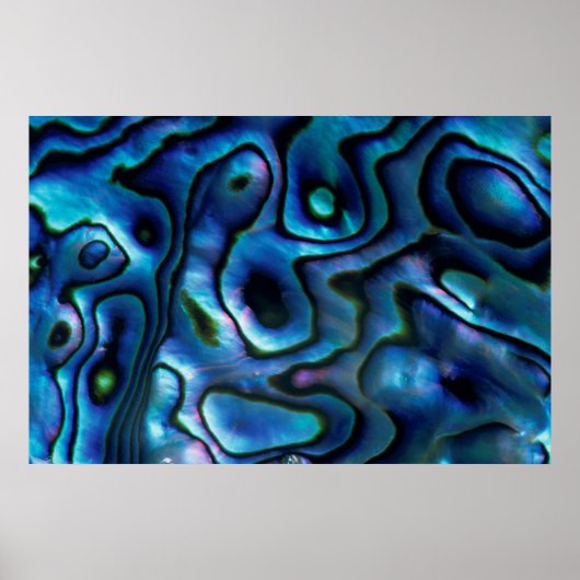 USA, Colorado, Lafayette. Abalone shell Poster (Vorne)