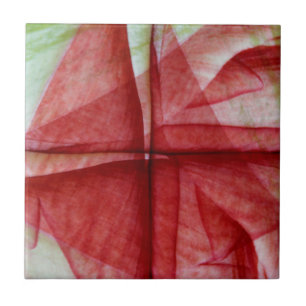 USA, Colorado, Lafayette. Amaryllis-Montage Fliese