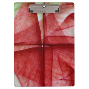 USA, Colorado, Lafayette. Amaryllis Montage Klemmbrett