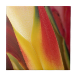 USA, Colorado, Lafayette, Heliconia nah-up Fliese