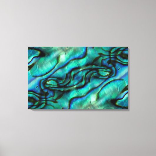 USA, Colorado, Lafayette. Muschel Abalone Leinwanddruck (Vorderseite)