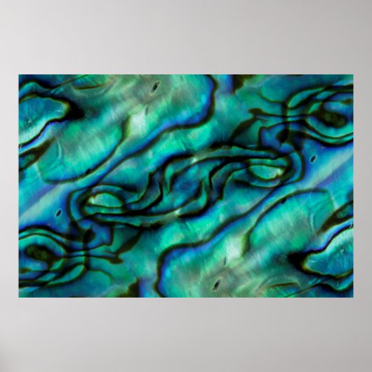 USA, Colorado, Lafayette. Muschel Abalone Poster (Vorne)