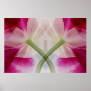 USA, Colorado, Lafayette. Orchideenmontage Poster