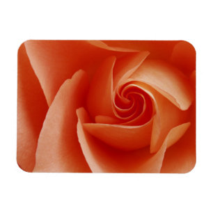 USA, Colorado, Lafayette. Pfirsich-Rose Nahaufnahm Magnet