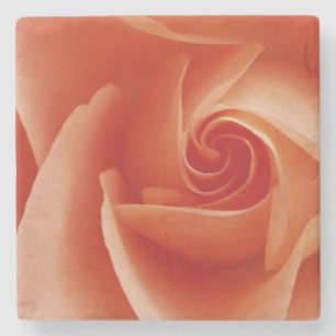 USA, Colorado, Lafayette. Rose nah Steinuntersetzer