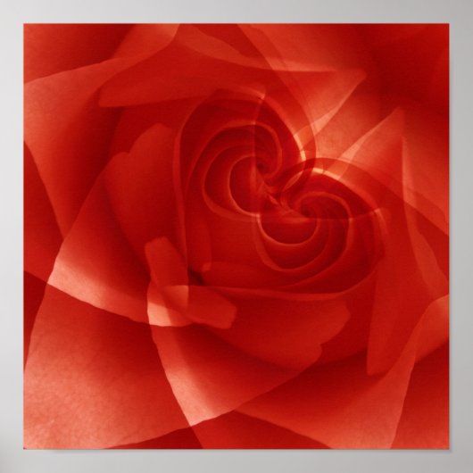 USA, Colorado, Lafayette. Rote Rose Poster (Vorne)