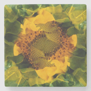 USA, Colorado, Lafayette. Sonnenblumen-Montage Steinuntersetzer