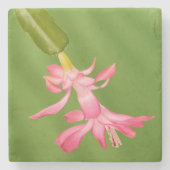 USA, Colorado, Lafayette. Weihnachtskaktus Steinuntersetzer (Vorderseite)