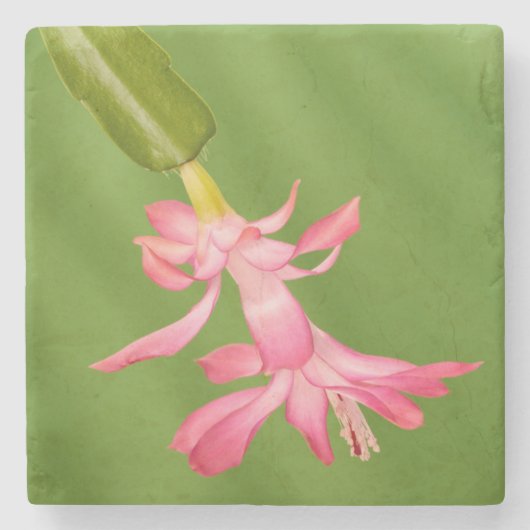 USA, Colorado, Lafayette. Weihnachtskaktus Steinuntersetzer (Vorderseite)