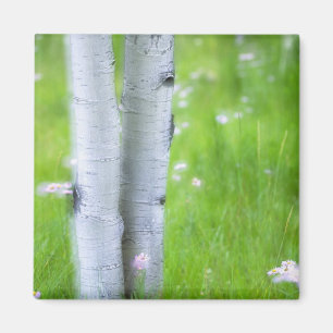 USA, Colorado, Lake City, Aspens und Magnet