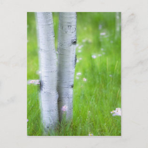 USA, Colorado, Lake City, Aspens und Postkarte