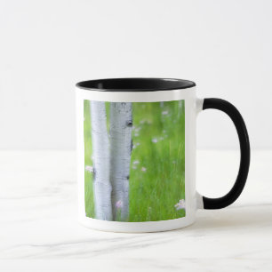USA, Colorado, Lake City, Aspens und Tasse