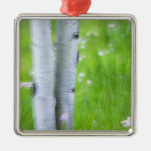 USA, Colorado, Lake City, Espen und Ornament Aus Metall