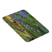 USA, Colorado Lupinen und Eisenbahnzaun Magnet (Rechte Seite)