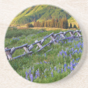 USA, Colorado. Lupinen und Eisenbahnzaun Sandstein Untersetzer