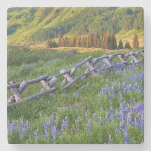 USA, Colorado. Lupinen und Eisenbahnzaun Steinuntersetzer