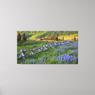 USA, Colorado. Lupinen und Holzzaun Leinwanddruck
