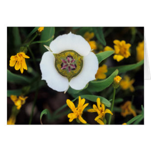 USA, Colorado. Mariposa-Tulpe