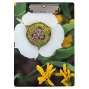 USA, Colorado. Mariposa-Tulpe Klemmbrett