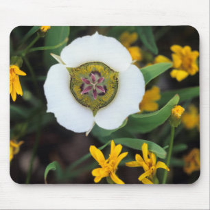USA, Colorado. Mariposa-Tulpe Mousepad