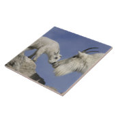 USA, Colorado, Mount Evans. Bergziegmutter Fliese (Seite)