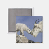 USA, Colorado, Mount Evans. Bergziegmutter Magnet (Vorderseite/Rückseite)