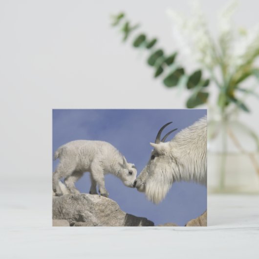 USA, Colorado, Mount Evans. Bergziegmutter Postkarte (Stehend Vorderseite)