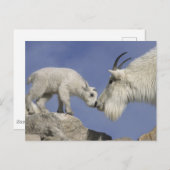USA, Colorado, Mount Evans. Bergziegmutter Postkarte (Vorne/Hinten)