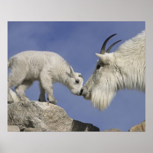 USA, Colorado, Mount Evans. Mountain goat mother Poster (Vorne)