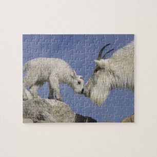 USA, Colorado, Mount Evans. Mutter einer Schneezie Puzzle