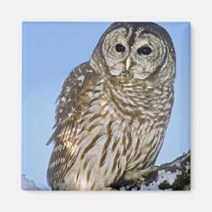 USA, Colorado. Porträt einer auf einem schneebedec Magnet