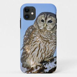 USA, Colorado. Porträt einer gesäumten Eule auf Si iPhone 11 Hülle