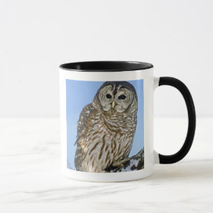 USA, Colorado. Porträt einer gesperrten Eule auf S Tasse
