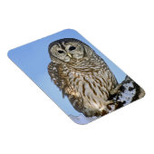 USA, Colorado Porträt von verbargerter Eule Magnet (Rechte Seite)