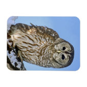 USA, Colorado Porträt von verbargerter Eule Magnet (Horizontal)