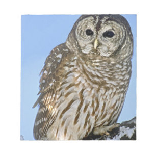 USA, Colorado Porträt von verbargerter Eule Notizblock