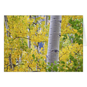USA, Colorado, Rocky Mountains. Intime Espen 2