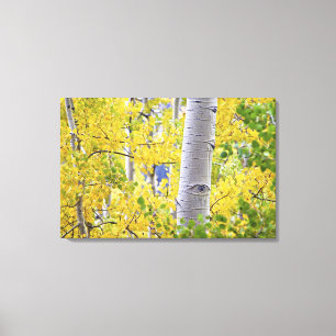 USA, Colorado, Rocky Mountains. Intime Espen 2 Leinwanddruck