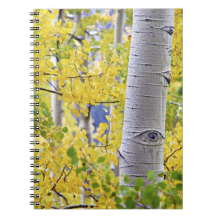 USA, Colorado, Rocky Mountains. Intime Espen 2 Notizblock