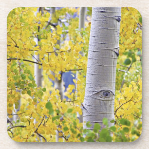 USA, Colorado, Rocky Mountains. Intime Espen 2 Untersetzer